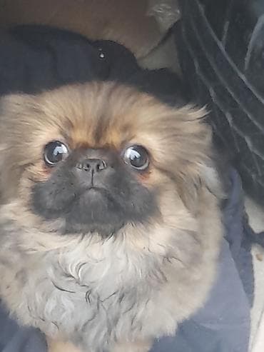 Pekines