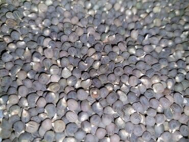 qanqal toxumunun faydaları: Yalnız lalafoda və whhatsapp'da mesaj yazanlara cavab veriləcək.! İş — 4