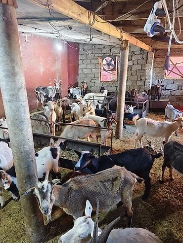 kecı: Heyvandarlıq üçün keçilər sürüsü - Növlər: müxtəlif rəng və cinsli — 1