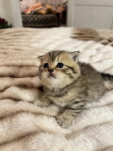 pisiklər: Britan, Erkək, Ödənişli çatdırılma — 10