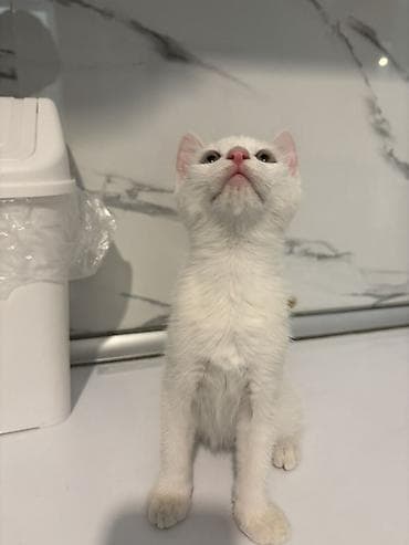 it pişik: Türk anqora, Yaxşı əllərə, Ünvandan götürmə — 2