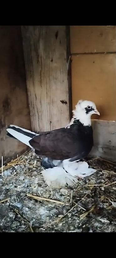 tük tökən spreylər: Cins göyərçin – ağ başlı, qaraya çalan gövdəli, quyruğunda ağ zolaqlı — 3