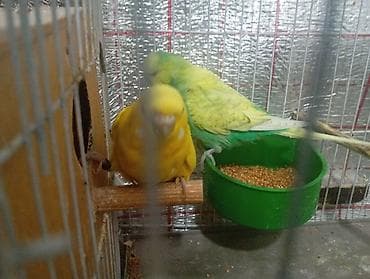 mehebbet qusu satisi: Damazlıq bala vermiş çex tutuquşuları satılır 2-3 dəfə bala almışam — 6