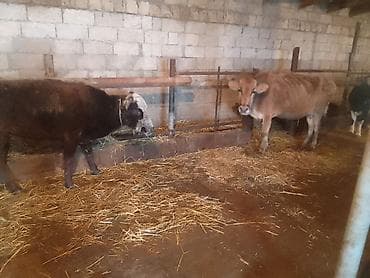 ev heyvanlari satisi: Dişi, Holsteyn, Simental, il: 4, 100 kq, Südlük, Ünvandan götürmə, Ödənişli çatdırılma — 9