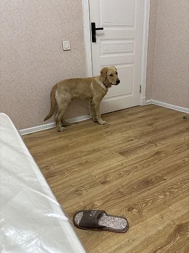 Heyvanlar: Retriever, 5 ay — 7