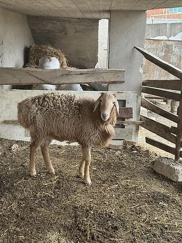 qoyun ucuz: Qoyun – ət və damazlıq üçün - Cins tipi: QISSAR uzunqulaq, - Rəng — 8