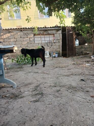 hələb kecisi satılır: Erkək, Hələb, il: >10, 12 kq, Damazlıq, Ətlik, Ödənişli çatdırılma — 2