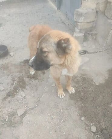 İtlər: 8 ay, Dişi, Peyvəndli, Ünvandan götürmə — 2