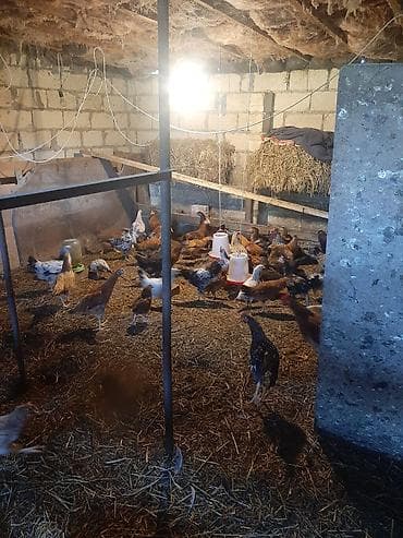 ordek yumurtası satışı: Salam Oğuz rayonu Xaçmaz kəndində yerləşir, heyvanlar tam sağlamdır — 7