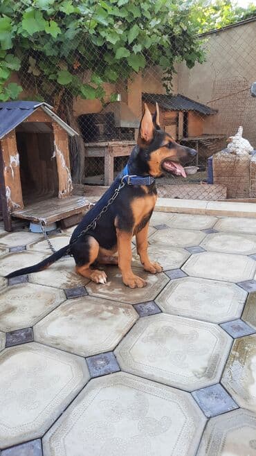 немецкая овчарка цена в баку: Немецкая овчарка, С прививками — 3