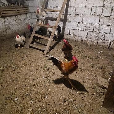 Məhsul: xoruz(bir neçə baş) Təsvir: - Şəkillərdə göstərilən kənd