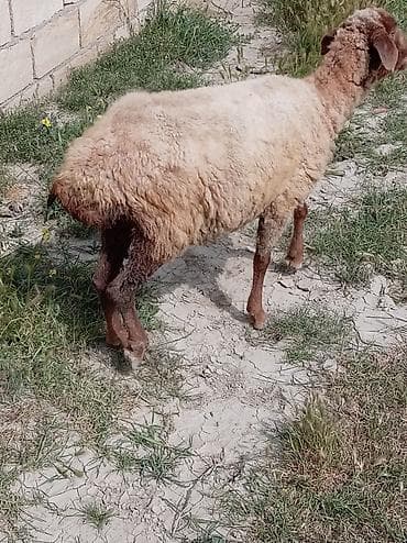erkek pişik adları: 2 dənə qoyun biri 160 manat — 3