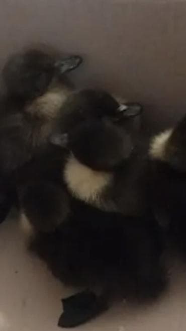 Mallar: ördək balaları (tünd rəngli, sinəsində açıq zolaqlı puf kimi