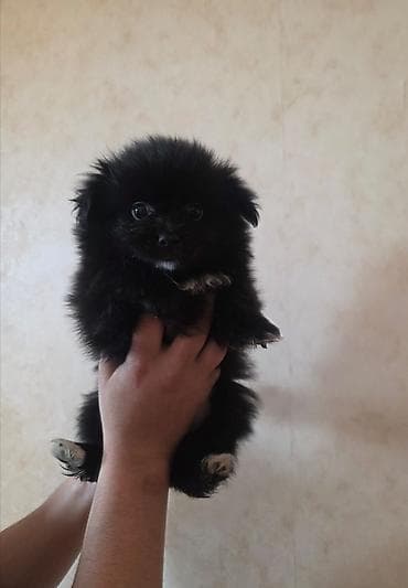 it balası satılır: Pekines, 2 ay, Dişi, Peyvəndli, Ünvandan götürmə — 5