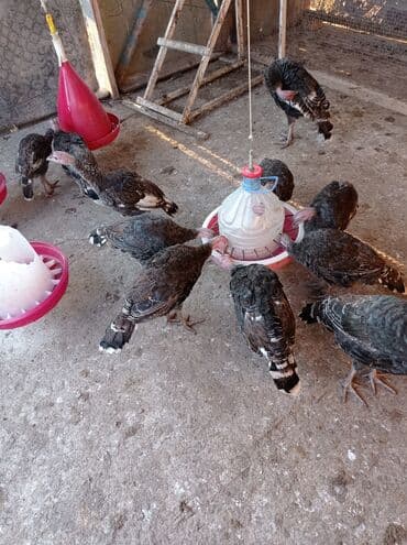 hinduşqa gəncə: Məhsul: Bronz hindilər (erkək və dişi) Təsvir: - Şəkillərdə iri — 4