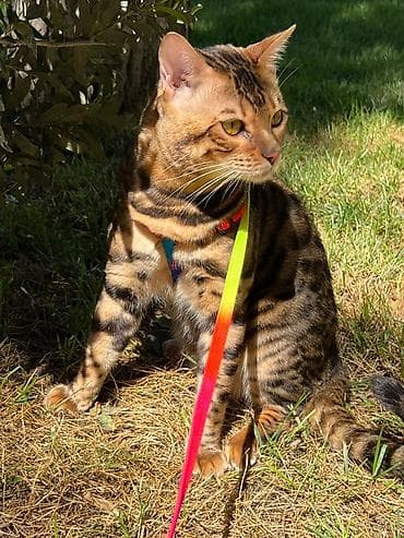 syam pişik: Benqal, Erkək — 7