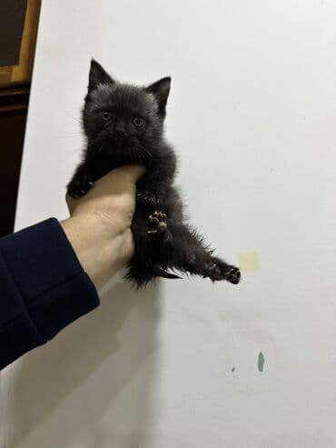 Akvariumlar: British Shorthair balasıdı çox aktiv pişikdi qum tərbiyəsi var endirim — 3