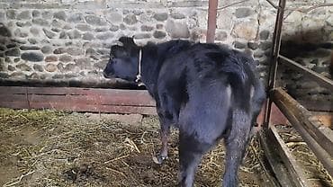 Qara rəngli dana / düyə Xüsusiyyətlər: - Yaş: təxminən gənc (boynunda