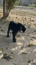 azerbaycan it adlari erkek: Koker spaniyel, 1 il, Erkek, Peyvəndli, Ödənişli çatdırılma — 5