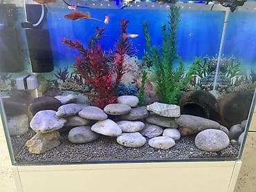 yumru akvariumlar: Dördbucaq akvarium, Balıqlarla birlikdə, 90 l, Ödənişli çatdırılma — 2