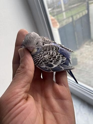 quşlar: Salam hamıya gördüyünüz bala quşlar satılır əsil ələ öyrediləsi — 5