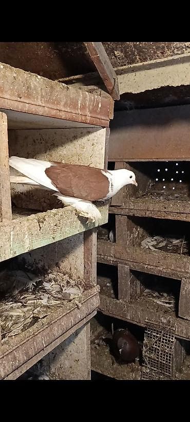 göyercin yuvasi: Qırmızı-ağ rəngli bəzəkli göyərçin - Növ: bəzək/şou tipli göyərçin - — 2