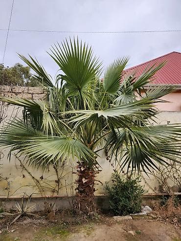 Digər bitkilər: Dekorativ palma ağacı – fan formalı yarpaqlı (yükək soyuğa davamlı — 4