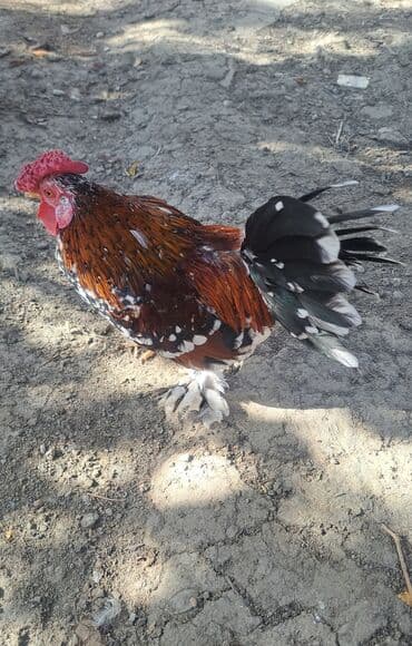 xoruz toyuq: Xoruz, il: 1, Pulsuz çatdırılma — 4