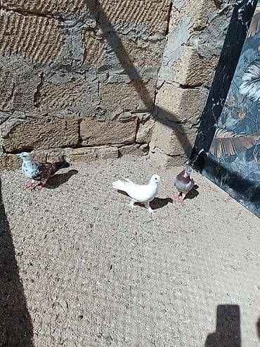 göyərçin satılır: Quşlar hamısı bir yerdə satılır. Tam sağlam normal uçan quşlardı — 5