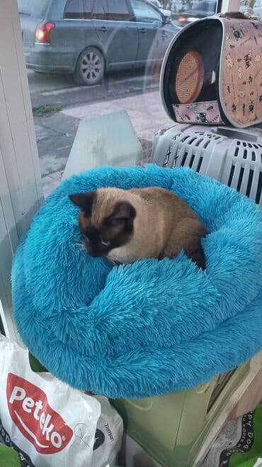 İtlər: Məhsul: Siam pişiyi. Erkək Satilir Təsvir: - Dairəvi formaya malik — 1