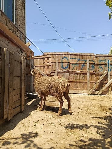 Erkək, il: 1, 30 kq, Ətlik, Ünvandan götürmə, Ödənişli çatdırılma