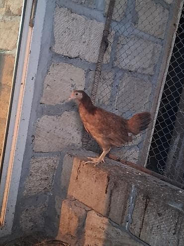 balaca it şəkilləri: Toyuq cücələri, Ətlik — 1