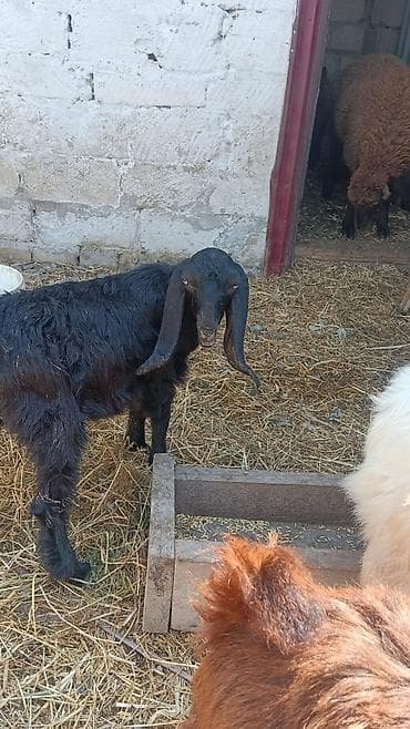 halep kecisi satilir: Təmiz qan hələb cinsidi 3 disi iki erkey heyvanlar kom satilir tək tək — 1