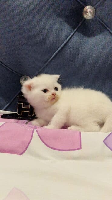 cins pişiklərin satışı: Dişi — 1