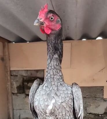 Xoruz, il: 2, Ödənişli çatdırılma