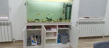 beyleqan sortu qoyun: Ünvan Yevlax şəhəri votsap aktivdir Böyük ölçülü akvarium dəsti - — 3