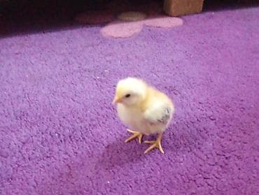 cuce: Toyuq cücələri, Damazlıq — 4