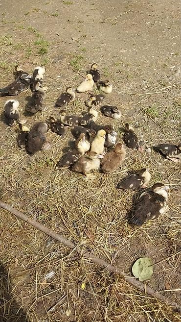 qaz quş: Lal ordeyler satilir kom halda 98 ededi butun reng var icine 1 — 6