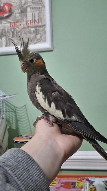 ev quslari haqqinda elmi melumat: 2 aylıq korella dişləmir ev quşdur vitaminləri verilir öyrənməyə — 3