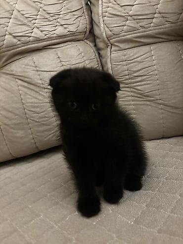 pişik: Şotland yastı qulaq — 6