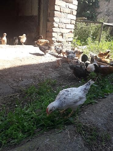 cüce: Satış üçün cücələr - Növ: kənd toyuğu (yerli qarışıq ət‑yumurta — 4