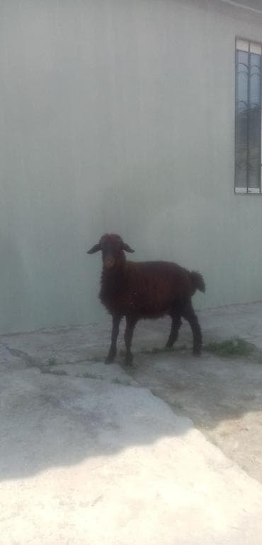 quzu satan: Salam saglam arpa yonca yeyen quzudu real alıcılar zeng vursun — 3