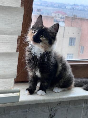 Dişi, Yaxşı əllərə, Ödənişli çatdırılma, Ünvandan götürmə, Rayonlara çatdırılma lalafo.az -da Dişi, Yaxşı əllərə, Ödənişli çatdırılma, Ünvandan götürmə, Rayonlara çatdırılma