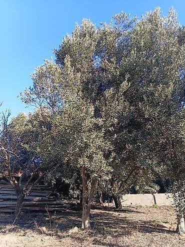 gavali agaci: Zeytun ağacları satılir.14 ededdi.Baki sortudu.Bir ağacdan 100 kilo — 2