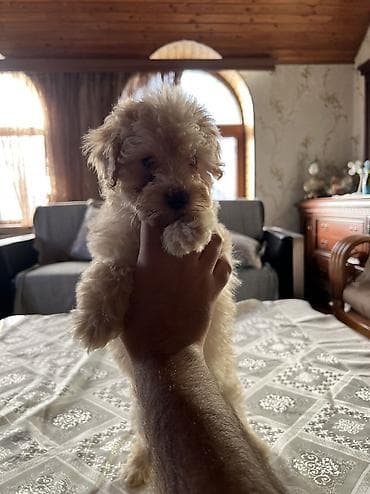 balaca şirin itler: Pudel, 2 ay, Dişi, Pulsuz çatdırılma — 3