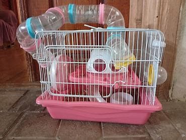 hamster satis: Hemstrlarda verilir qəfəslə bir yerde - Rəng: çəhrayı altlıq, ağ — 2