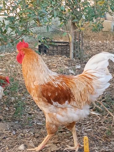 ordek yumurtası: Toyuq, Yumurtalıq — 9