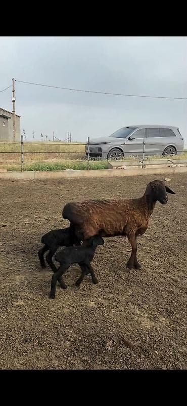 etlik: Qarabaş (qara) əkiz quzulu ana qoyun - Cins: ehtimalən ətlik–yağlı — 3