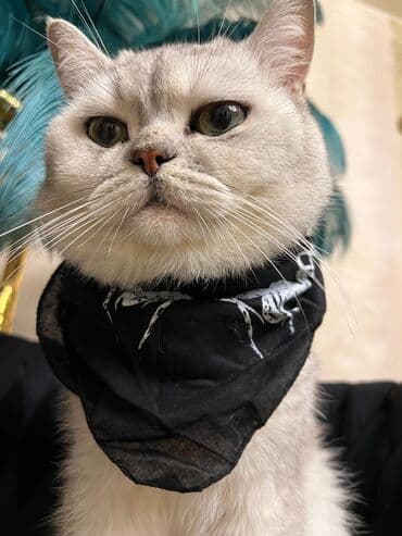 Одежда: Silver şınşıla cutlesdirilir. peyvendu qurd dermani olunub tam — 10