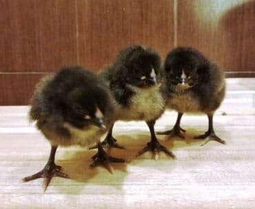 Toyuqlar: Toyuq cücələri, Ətlik — 1